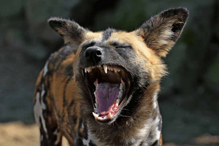 Best -safari -parks- for -wild -dog -sightings