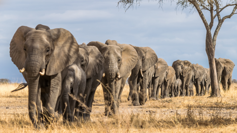 Best -safari -circuit-in -Northern- Tanzania