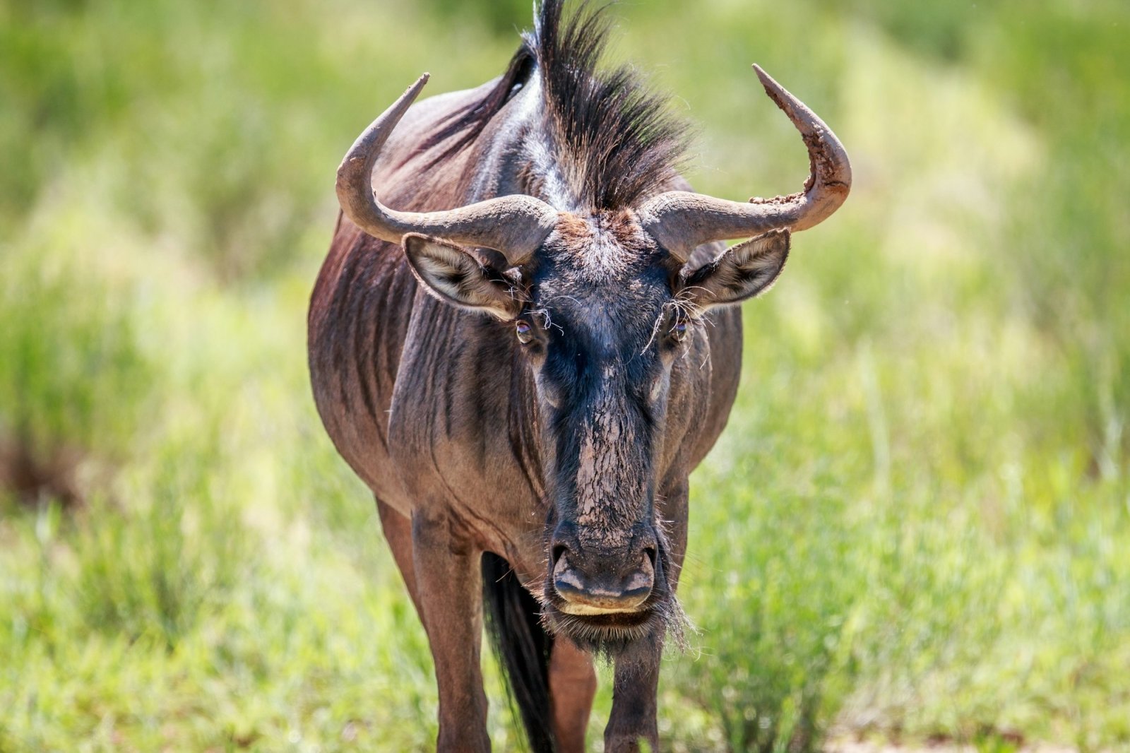 Best -safari- &- Zanzibar -beach -holiday -packages