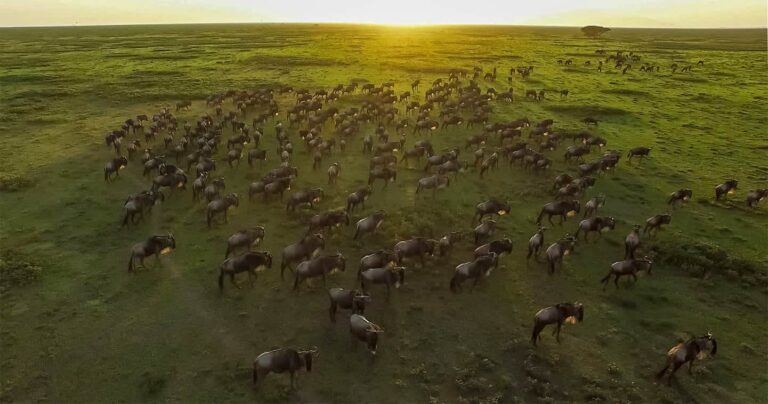 Best- safari -for -seeing -wildebeest -in -Tanzania
