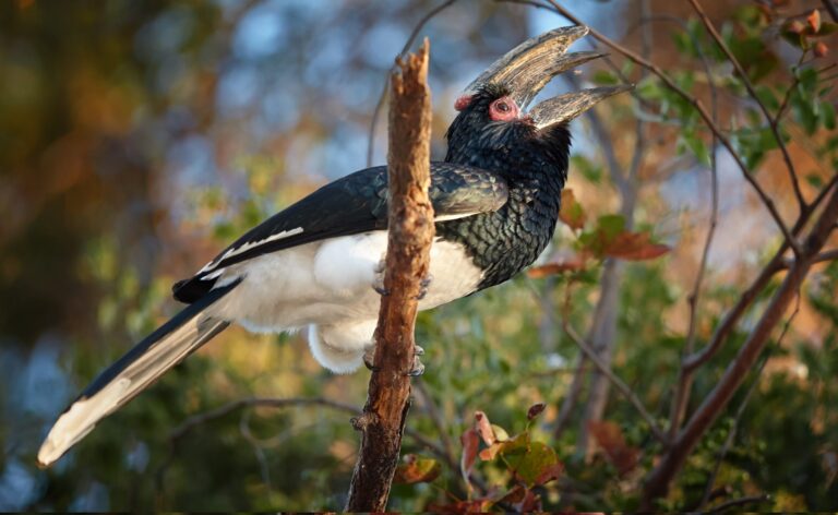 Best- route- for -wildlife -spotting- on -Kilimanjaro