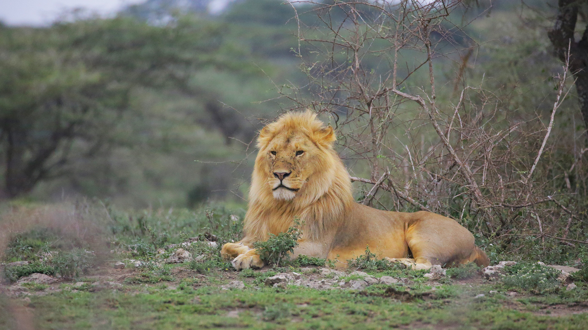Affordable Tanzania safari trips