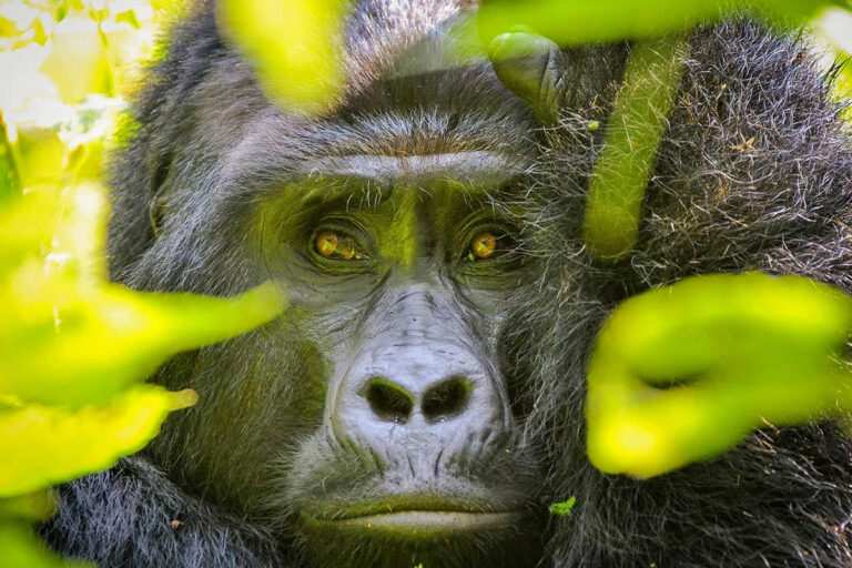 Safari Packages