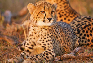 Safaris in South Africa